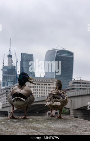 Météo France, City of London, 16 mai 2016. Cloud couverture couvre la ville de London financial district et deux canards assis sur un mur pour attendre patiemment la pluie. Beau temps pour les canards dans le centre de Londres. Un gris pour la journée, pendant les heures de pointe dans le centre de Londres avec un canard colvert mâle et femelle assis sur un mur à côté de la Tamise avec les monuments célèbres de la ville de Londres en toile de fond. Crédit : Steve Hawkins Photography/Alamy Live News Banque D'Images