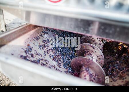 Les raisins de vin rouge en cours de traitement avec une machine Banque D'Images