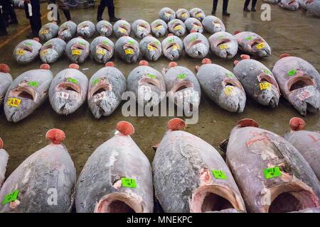 Le thon au marché aux poissons de Tsukiji à Tokyo, Japon Banque D'Images