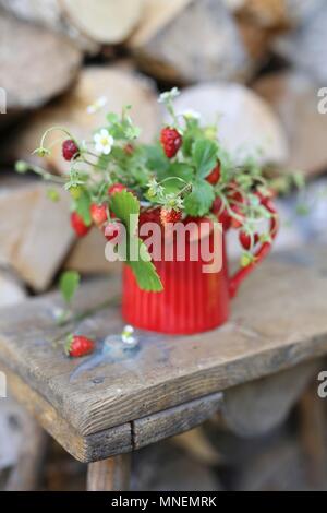 Les ramilles des fraises dans un pot rouge sur un tabouret en bois Banque D'Images