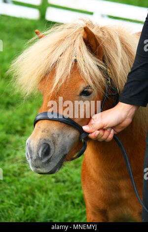 Mini Shetland pony attente par woman Banque D'Images