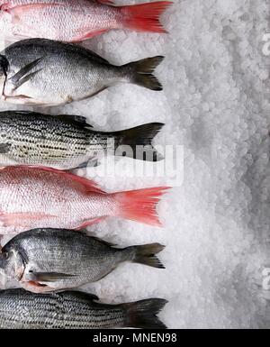 Assortiment de poissons frais entiers sur la glace Banque D'Images