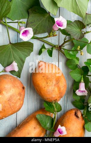 Les patates douces avec des feuilles et fleurs Banque D'Images