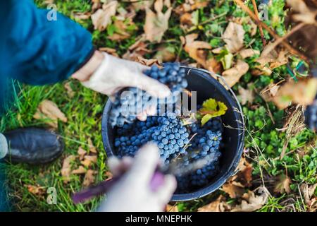 Vendanges : un travailleur la collecte de raisins rouges dans un seau Banque D'Images