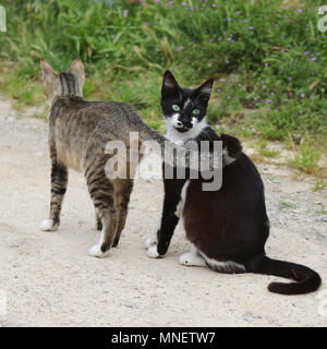 Deux chats de rue, Tuxedo noir et blanc tabby Banque D'Images