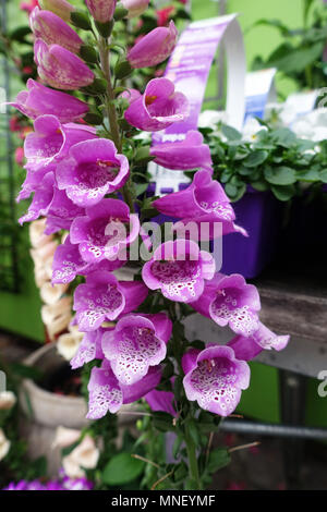 Digitalis purpurea ou communément appelé digitales Banque D'Images