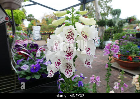 Digitalis Digitalis alba, blanc ou dalmate connu sous le nom de fleurs de la Digitale blanche Banque D'Images