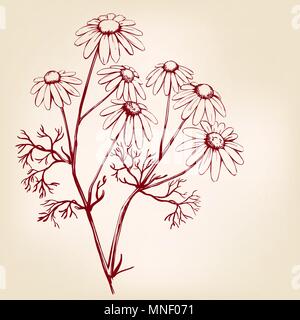 La camomille, plante médicinale, daisy hand drawn vector illustration croquis réalistes Illustration de Vecteur