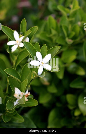 Calamondin, Kumquat, Citrofortunella microcarpa Fleurs Banque D'Images