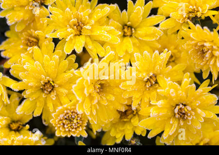Fleurs chrysanthème couvert de givre dans le jardin d'automne Banque D'Images