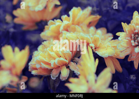 Fleurs chrysanthème couvert de givre dans le jardin d'automne Banque D'Images