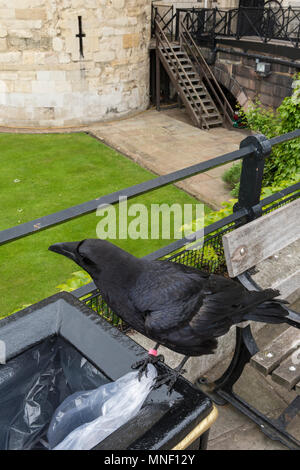 Un corbeau assise sur le bord d'une évacuation corbeille à la Tour de Londres. Banque D'Images