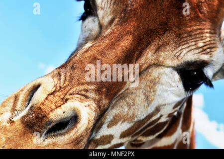 Au-dessus de la girafe Banque D'Images