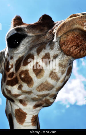 Au-dessus de la girafe Banque D'Images