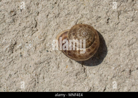 L'escargot glisse vers le haut vers le bas le sol pierreux Banque D'Images