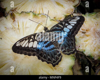 Close up of a beautiful Blue clipper butterfly (Parthenos sylvia) se nourrissant d'ananas en tranches. Banque D'Images