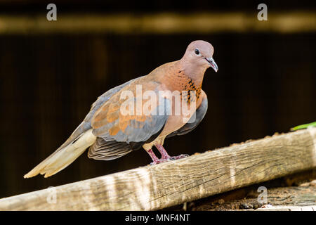 Le laughing dove Spilopelia senegalensis sur fond noir. Banque D'Images