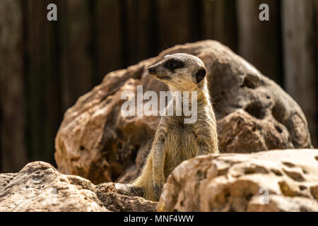 À queue fine meerkat Suricata sur regarder dehors pour le danger. Banque D'Images