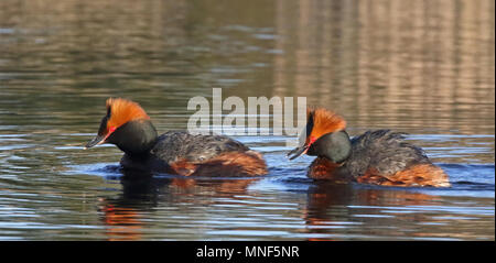 Paire de corned grebe, natation Banque D'Images