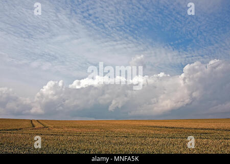 Le mûrissement d'une récolte de blé sur les terres agricoles des zones côtières, dans le cadre de la collecte des nuages d'une journée d'été sur la côte du Yorkshire. Banque D'Images