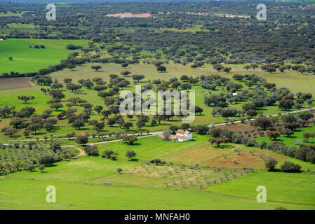 Chênes verts et des chênes liège près de Monsaraz. Le Portugal est le premier producteur de liège dans le monde entier. Alentejo, Portugal Banque D'Images