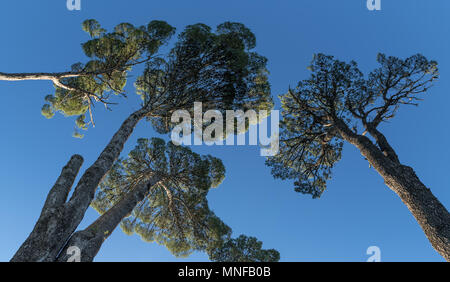 Vieux arbres araucaria Banque D'Images
