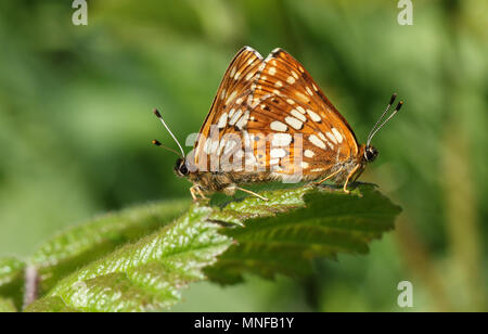 Une superbe paire de l'accouplement Duc de Bourgogne Papillon (Hamearis lucina) perché sur une feuille. Banque D'Images