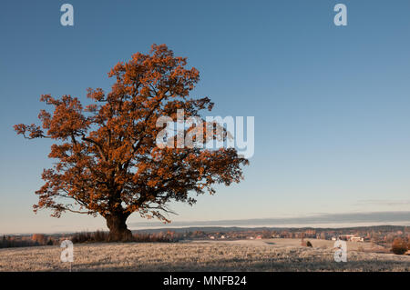 Un chêne de 400 ans en Scandinavie Banque D'Images