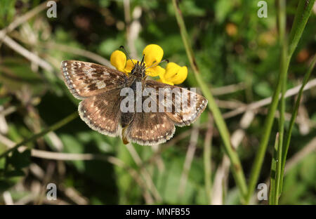 Un superbe papillon hespérie miteux (Erynnis tages) nectar sur un pied d'Oiseau-fleur lotier corniculé (Lotus corniculatus). Banque D'Images