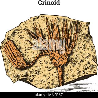 Crinoïde préservé spécimen. Squelette fossile, fragment de l'animal mort préhistorique en pierre. L'archéologie ou la paléontologie. gravé à la main vintage vieux croquis. Vector illustration. Illustration de Vecteur