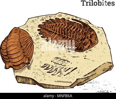 Spécimen de trilobites préservés. Squelette fossile, fragment de l'animal mort préhistorique en pierre. L'archéologie ou la paléontologie. gravé à la main vintage vieux croquis. Vector illustration. Illustration de Vecteur