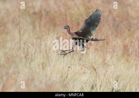 Un Ibis à face blanche venant pour l'atterrissage. Banque D'Images