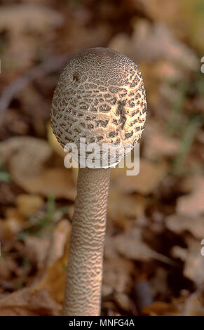 Shaggy Parasol (Cardinal rouge / Northern Cardinal) Champignon Banque D'Images