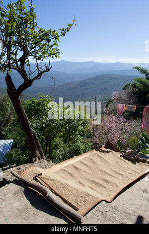 Kigwema, Nagaland. Le séchage des grains au soleil Banque D'Images