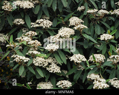 Montrant les fleurs blanches et le feuillage vert foncé nervurées profondément Banque D'Images