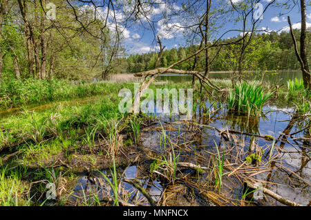 À l'état sauvage de Mazurie. De la rive du lac Pluszne. La frontière historique entre la Principauté de Warmie et Mazurie prussien région. Warminsko mazurskie Banque D'Images