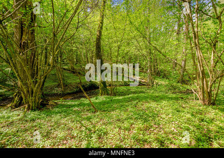 En cours d'aménagement forestier de Mazurie. La frontière historique entre la Principauté de Warmie et Mazurie prussien région. Ville d'Olsztynek, zone de Warminsko Mazurskie- Banque D'Images