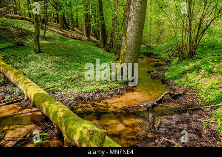 En cours d'aménagement forestier de Mazurie. La frontière historique entre la Principauté de Warmie et Mazurie prussien région. Ville d'Olsztynek, zone de Warminsko Mazurskie- Banque D'Images