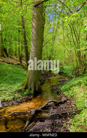 En cours d'aménagement forestier de Mazurie. La frontière historique entre la Principauté de Warmie et Mazurie prussien région. Ville d'Olsztynek, zone de Warminsko Mazurskie- Banque D'Images