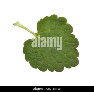 Henbit Dead-ortie - Lamium amplexicaule Banque D'Images