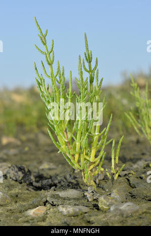 La salicorne Salicornia europaea - commun Banque D'Images