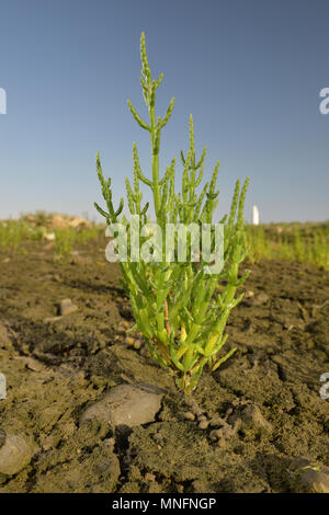 La salicorne Salicornia europaea - commun Banque D'Images