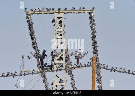 Le Pigeon biset - Columba livia Pigeon Banque D'Images