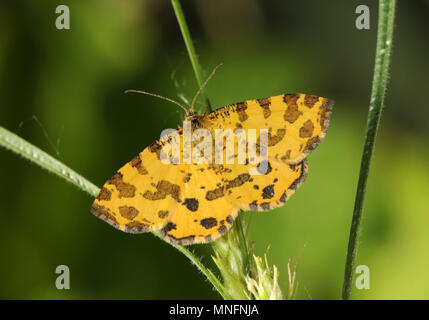 - Pseudopanthera macularia jaune moucheté Banque D'Images