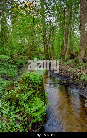 En cours d'aménagement forestier de Mazurie. La frontière historique entre la Principauté de Warmie et Mazurie prussien région. Ville d'Olsztynek, zone de Warminsko Mazurskie- Banque D'Images