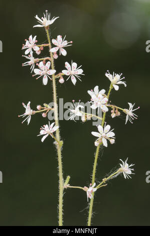 St Patrick's-choux - Saxifraga spathularis Banque D'Images