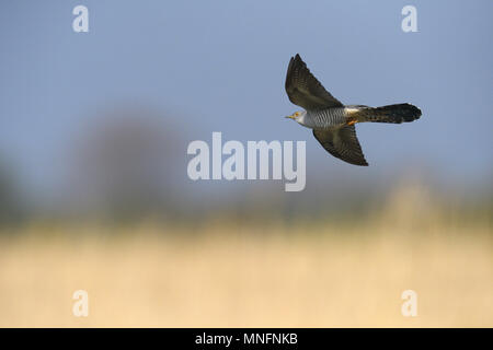 Cuckoo Cuculus canorus - Banque D'Images