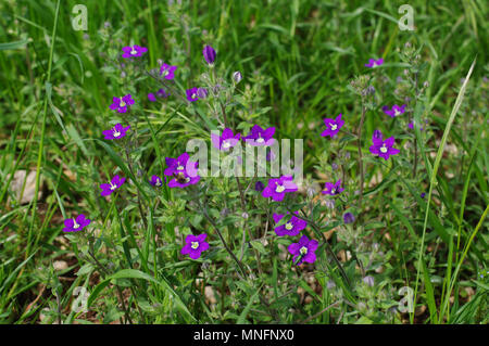 Legousia hybrida , la Vénus-miroir, la famille Campanulaceae Banque D'Images