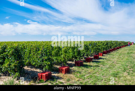 Saison de récolte traditionnelle dans les préparatifs avec vignoble cépages rouges colecting boîtes. Milieu de l'Automne, couleurs suny day Banque D'Images