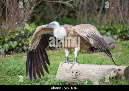 Vautour fauve photographié sur terre et sur le point d'ouvrir ses ailes mais incapables de voler parce qu'il a été maintenu en place par joints toriques. Banque D'Images